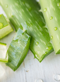 Aloevera